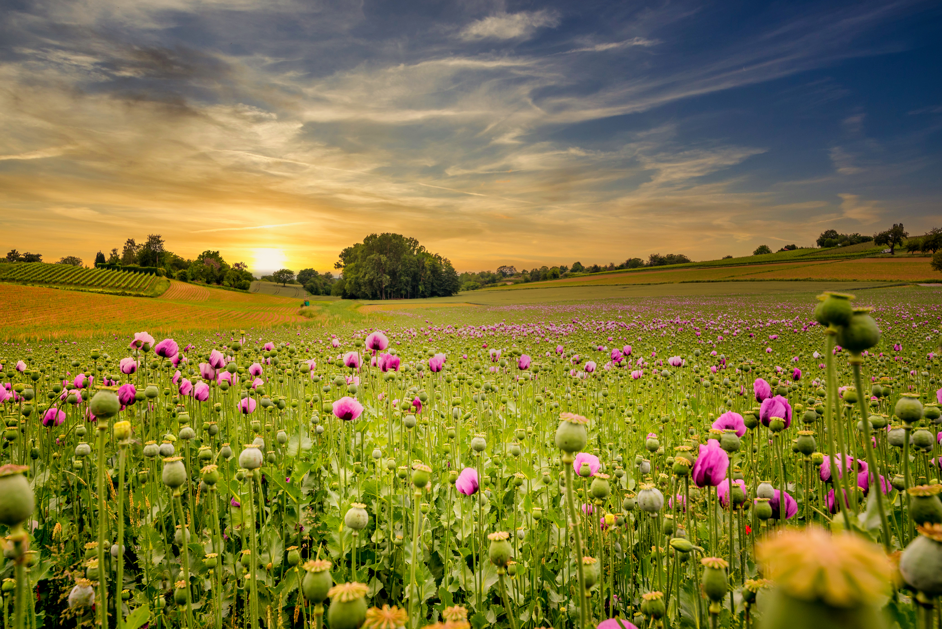Natur, Brigitte Müllerleile, Teich, Sonne, Wasser, Himmel, Weltall, Sterne, Kräuter, Mond, Frauenkräuter, Volksheilkunde, Kräuterpädagogin, Waldbaden, Transpersonaler Coach, Blumenwiese, Feld, einfach leben, kochen, Lagerfeuer, Feuerglut, Naturliebe, tanzen, Naturkraft